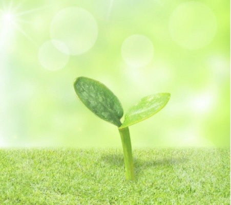 双葉のイメージ